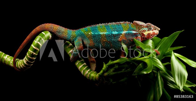 Picture of blue bar panther chameleon on a bamboo cane isolated black background